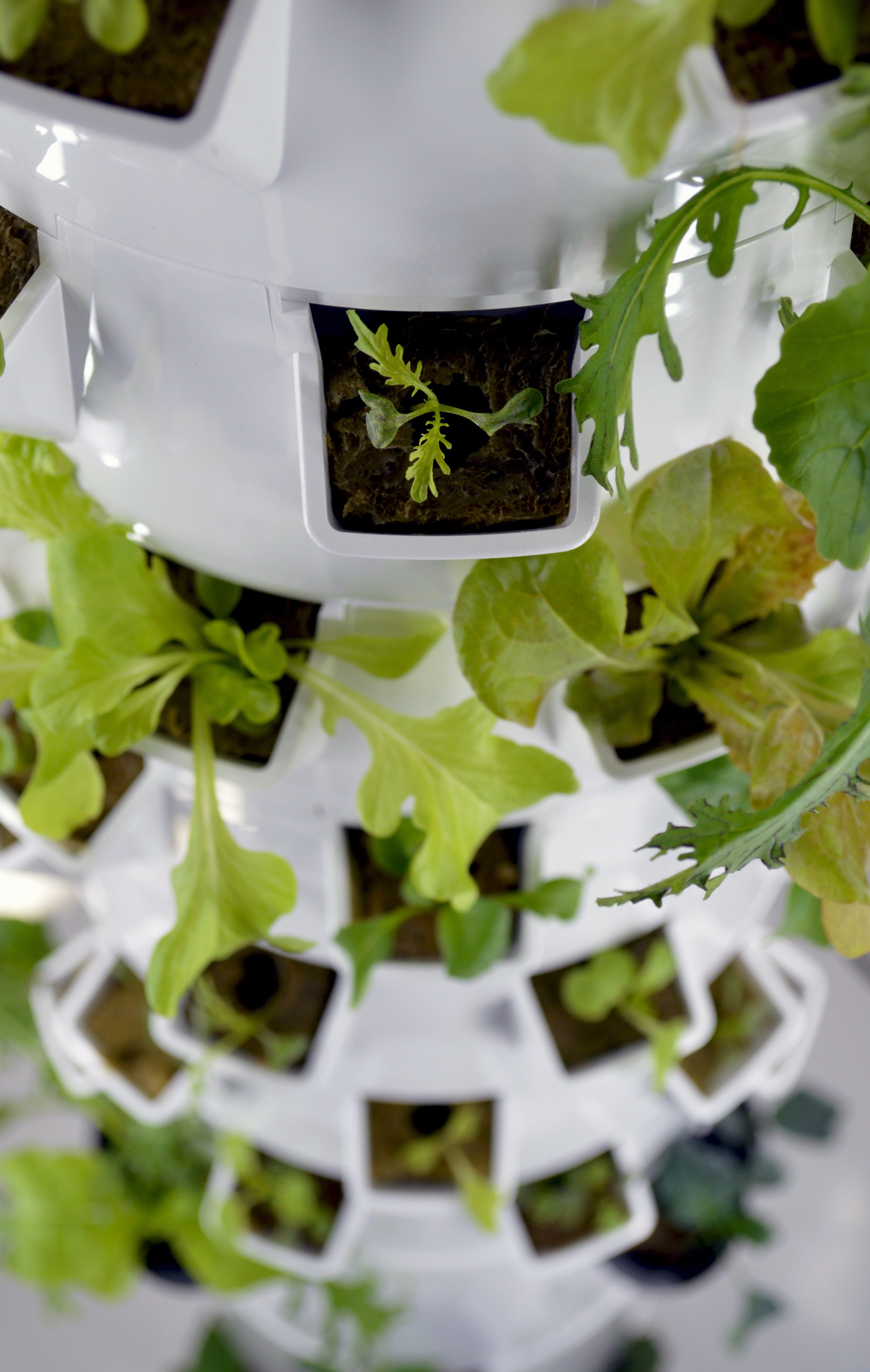 Specialised Plant Pots for Hydroponic and Aeroponic Gardening: A Compr