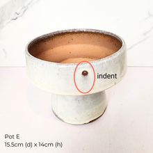 Load image into Gallery viewer, The Leaferie As-is March 25 . 9 items