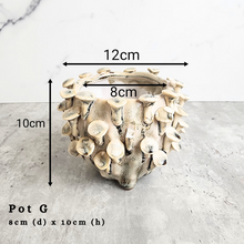 Load image into Gallery viewer, the Leaferie As-is september 2024. 12 pot