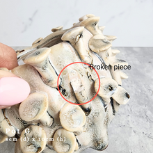 Load image into Gallery viewer, the Leaferie As-is september 2024. 12 pot