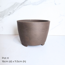 Load image into Gallery viewer, The Leaferie As-Is Pot April 25. 9 items