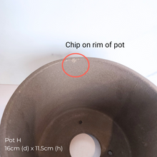 Load image into Gallery viewer, The Leaferie As-Is Pot April 25. 9 items