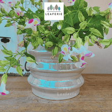 Load image into Gallery viewer, Tuiren Pot