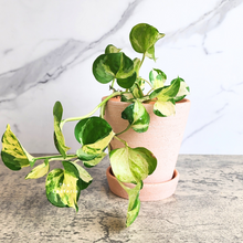 Load image into Gallery viewer, The Leaferie Yael terracotta pot with tray. 3 sizes