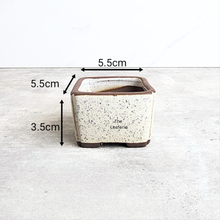 Load image into Gallery viewer, The Leaferie Petit Bonsai Series 77 (4 colours) square ceramic material