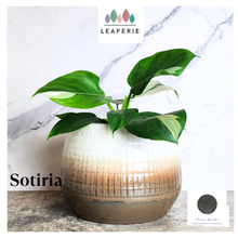 Load image into Gallery viewer, Sotiria Flowerpot
