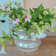 Load image into Gallery viewer, Tuiren Pot