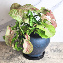 Load image into Gallery viewer, The Leaferie Pinelopi Blue large ceramic pot.