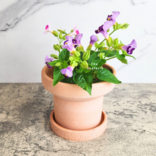 Load image into Gallery viewer, The Leaferie Yara terracotta pot with tray
