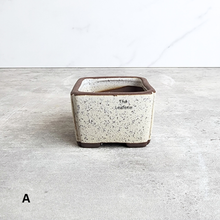 Load image into Gallery viewer, The Leaferie Petit Bonsai Series 77 (4 colours) square ceramic material