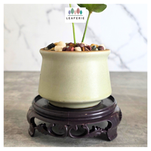 Load image into Gallery viewer, Qing Plastic Trays / stand (6 sizes)