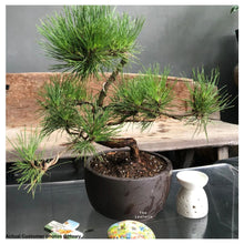 Load image into Gallery viewer, Bonsai Flowerpot