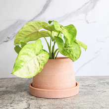 Load image into Gallery viewer, The Leaferie Ylva terracotta pot with tray