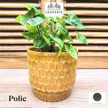 Load image into Gallery viewer, Polie Flowerpot