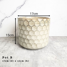 Load image into Gallery viewer, the Leaferie As-is september 2024. 12 pot