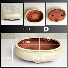 Load image into Gallery viewer, The Leaferie Tally Bonsai pot Series 3. large bonsai planter. design Pot D beige colour