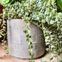 Load image into Gallery viewer, Rory Flowerpot