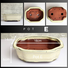 Load image into Gallery viewer, The Leaferie Tally Bonsai pot Series 3. large bonsai planter. design Pot E white colour