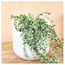 Load image into Gallery viewer, Lyon Hanging Flowerpot (Series 11)