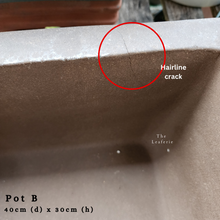 Load image into Gallery viewer, The Leaferie As-is Sale March 24. Pot B