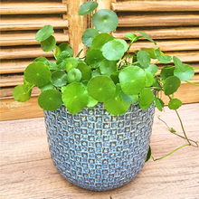 Load image into Gallery viewer, Chambery Flowerpot
