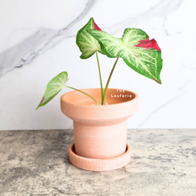 Load image into Gallery viewer, The Leaferie Yara terracotta pot with tray