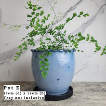 Load image into Gallery viewer, The Leaferie As-is Feb 24. Pot E