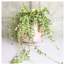 Load image into Gallery viewer, Lyon Hanging Flowerpot (Series 13) 3 Colors