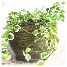 Load image into Gallery viewer, Pagona Flowerpot