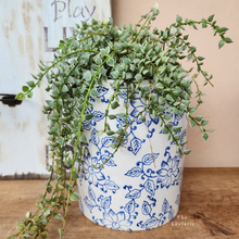 Load image into Gallery viewer, The Leaferie tall chinoserie plant pot. front view with plant