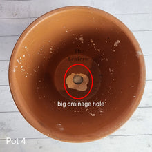 Load image into Gallery viewer, As-Is Pots Batch July 2023 (16 items)