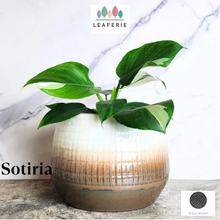 Load image into Gallery viewer, Sotiria Flowerpot