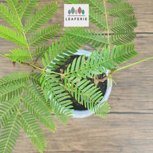 Load and play video in Gallery viewer, Mari Bucket Flowerpot