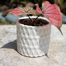 Load image into Gallery viewer, The Leaferie Dolomites plant pot white colour. front view with plant