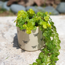 Load image into Gallery viewer, The Leaferie Bumblebee plant pot . front view . ceramic bee planter