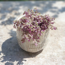 Load image into Gallery viewer, The Leaferie cleopatra plant pot with flowers front view