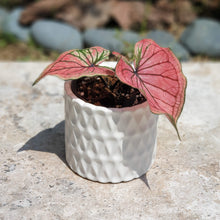 Load image into Gallery viewer, The Leaferie Dolomites plant pot white colour. front view with plant