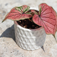 Load image into Gallery viewer, The Leaferie Dolomites plant pot white colour. front view with plant