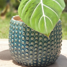 Load image into Gallery viewer, The Leaferie nicoya flowerpot. 3 colours and sizes.