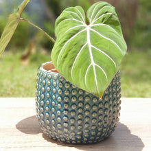Load image into Gallery viewer, The Leaferie nicoya flowerpot. 3 colours and sizes.