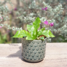 Load image into Gallery viewer, The Leaferie cyrus green plant pot . ceramic planter. front view with plant