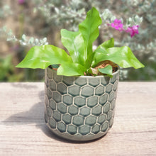 Load image into Gallery viewer, The Leaferie cyrus green plant pot . ceramic planter. front view with plant