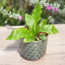 Load image into Gallery viewer, The Leaferie cyrus green plant pot . ceramic planter. top view with plant