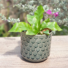 Load image into Gallery viewer, The Leaferie cyrus green plant pot . ceramic planter. front view with plant