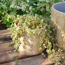 Load image into Gallery viewer, The Leaferie Nassau Flowerpot . 3 sizes. beige ceramic pot.