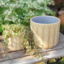Load image into Gallery viewer, The Leaferie Nassau Flowerpot . 3 sizes. beige ceramic pot.