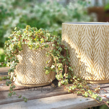 Load image into Gallery viewer, The Leaferie Nassau Flowerpot . 3 sizes. beige ceramic pot.