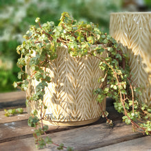 Load image into Gallery viewer, The Leaferie Nassau Flowerpot . 3 sizes. beige ceramic pot.
