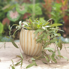 Load image into Gallery viewer, Verona Flowerpot