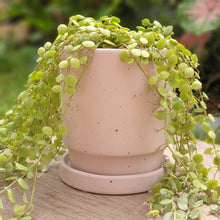 Load image into Gallery viewer, Plaka Pot